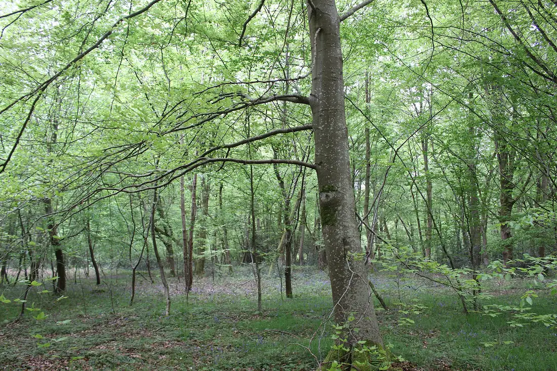 Une futaie de hêtres au printemps en forêt de Compiègne