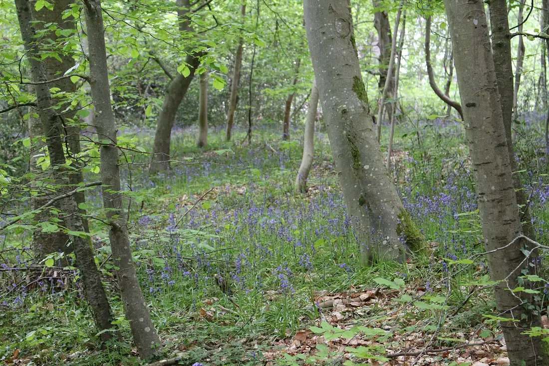 Sous-bois de la forêt de Compiègne couvert de jacinthes au printemps